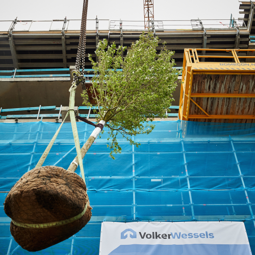 De eerste boom op Wonderwoods, 24 april 2023 - ©Milan Hofmans 3.jpg