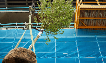 De eerste boom op Wonderwoods, 24 april 2023 - ©Milan Hofmans 3.jpg