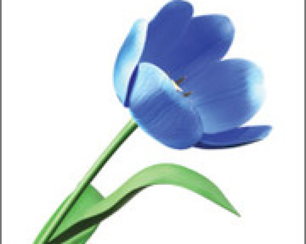 Accentureblauwetulp.jpg