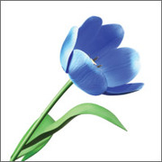 Accentureblauwetulp.jpg